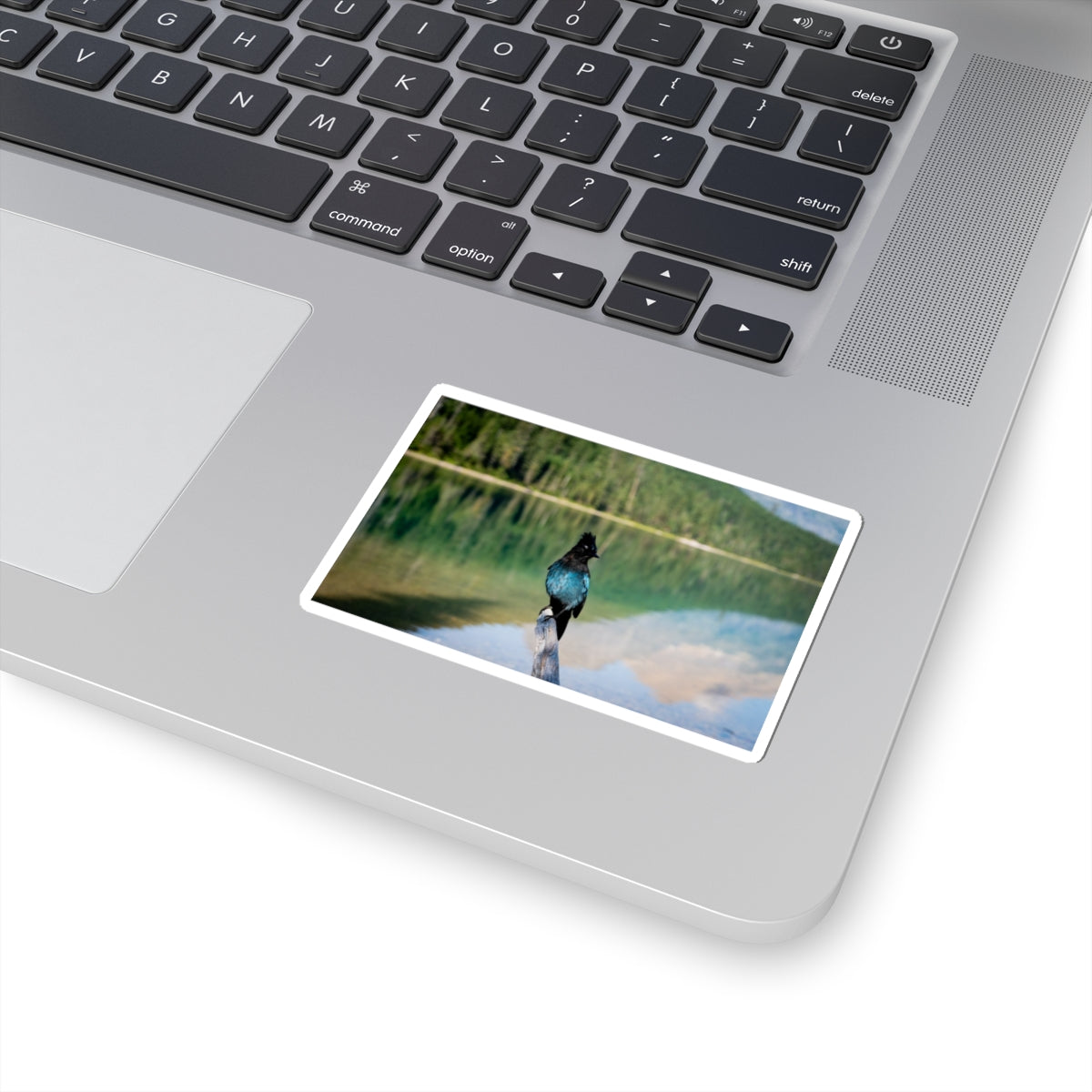 Steller’s Jay - Sticker