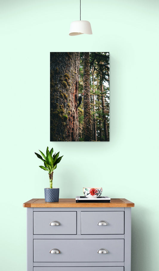 Woodpecker’s Buffett