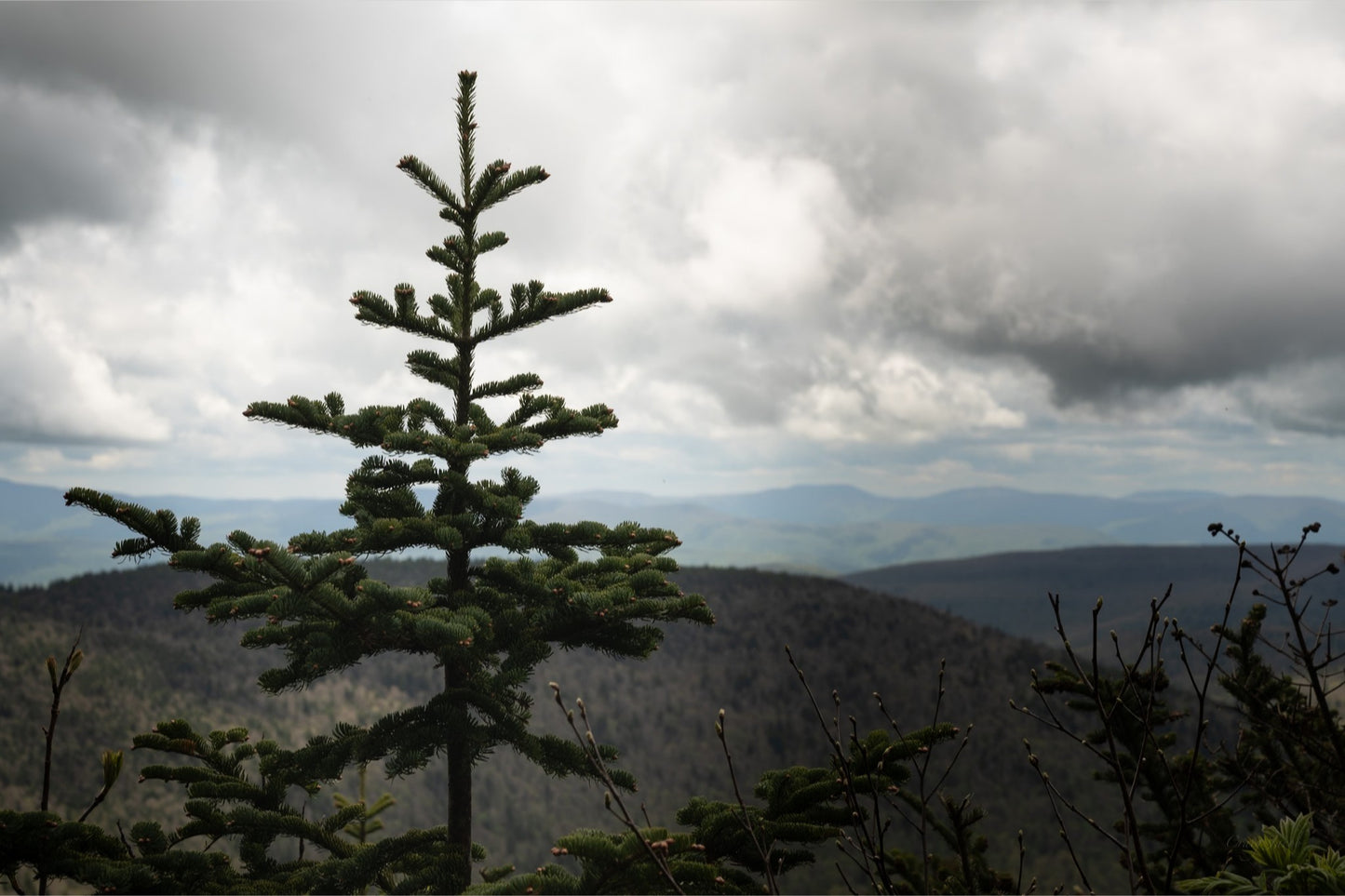 Pinetree Overlook