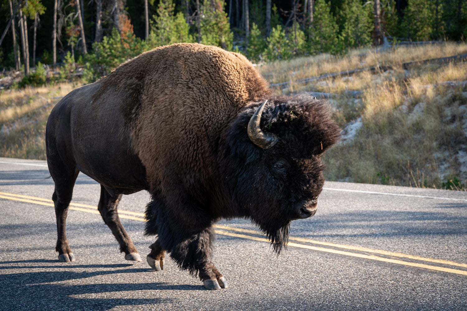 Yellowstone