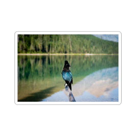 Steller’s Jay - Sticker