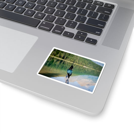 Steller’s Jay - Sticker