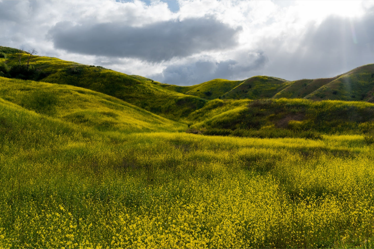 Golden Hills