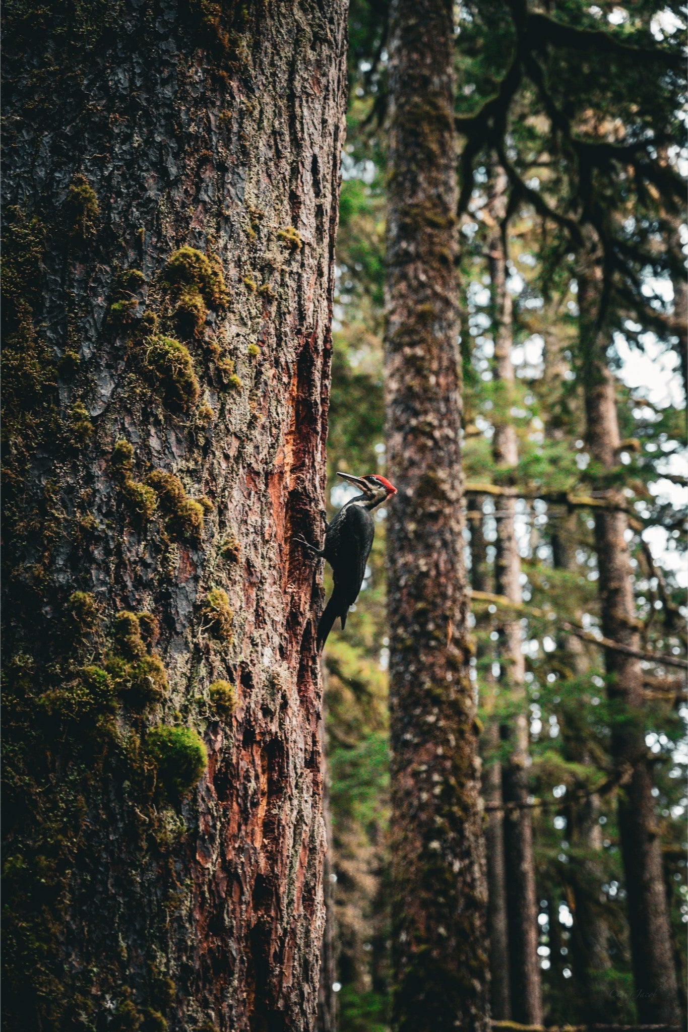 Woodpecker’s Buffett