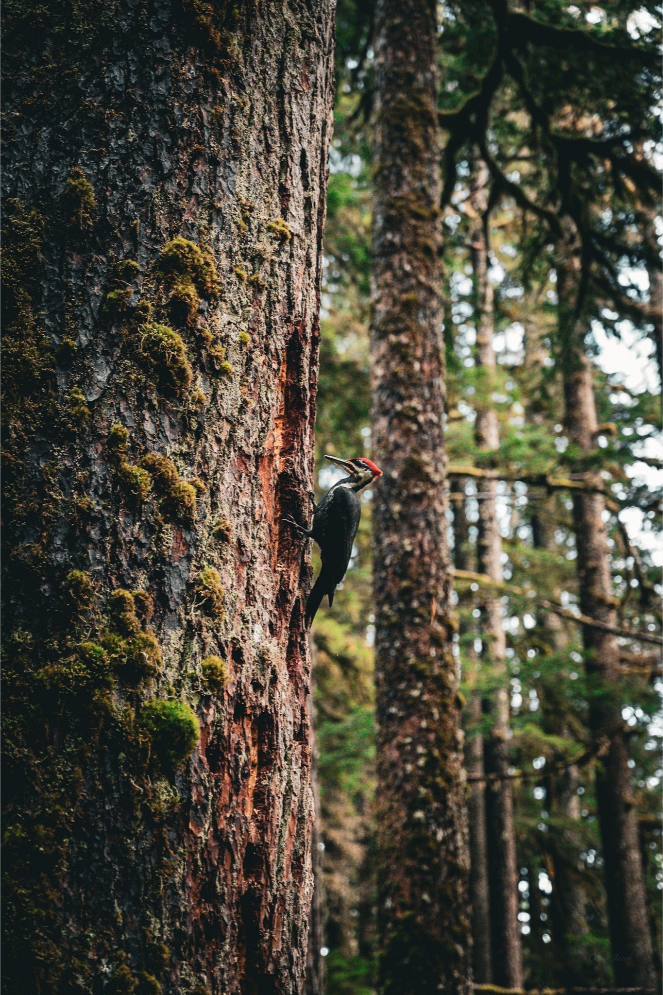 Woodpecker’s Buffett