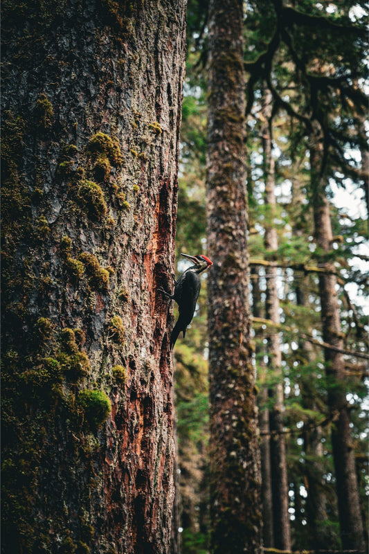 Woodpecker’s Buffett