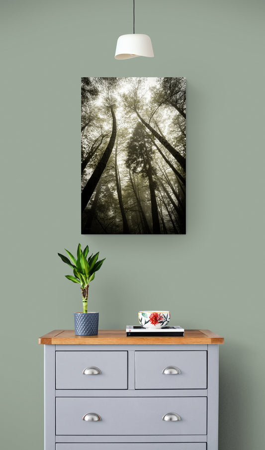Whispering Trees