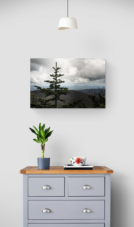 Pinetree Overlook
