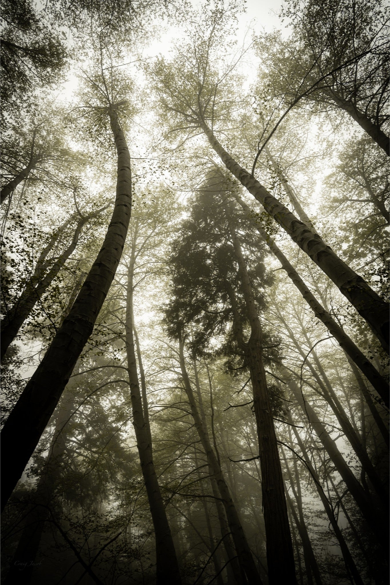 Whispering Trees
