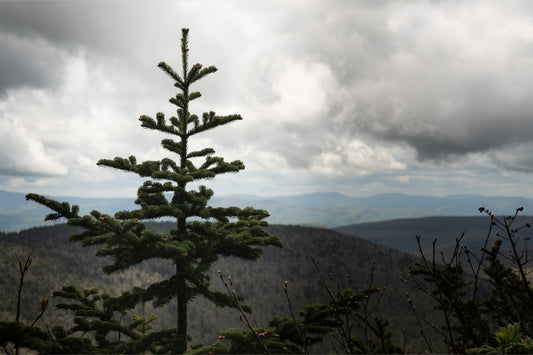 Pinetree Overlook
